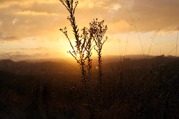 weedsunset