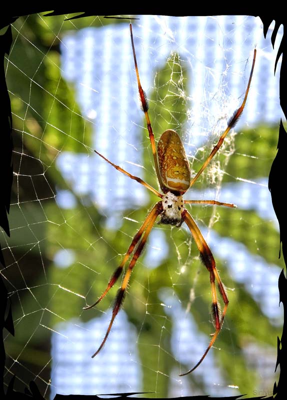 goldensilkspider