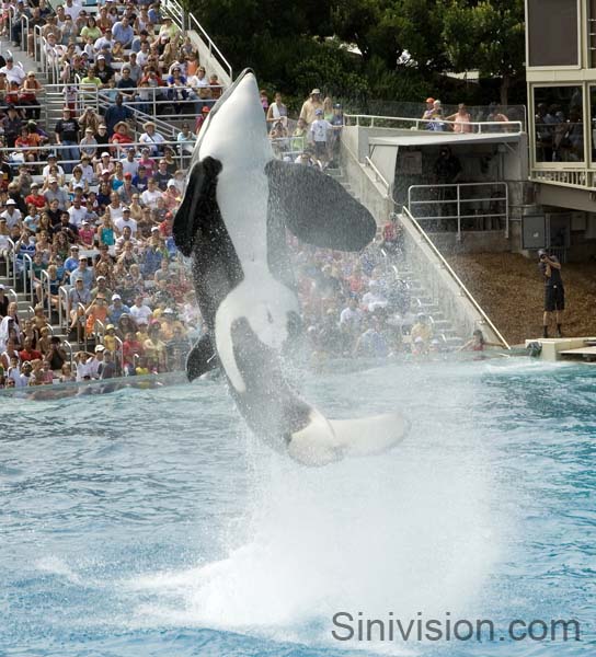 orcajumpseaworld2