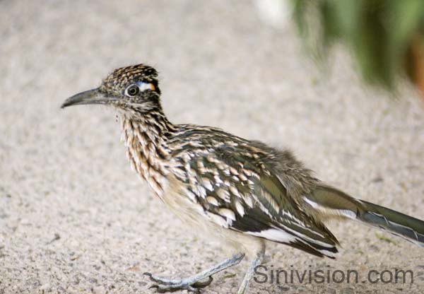 roadrunner