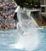 orcajumpseaworld2